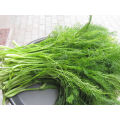 Asian garden indoesnisa quality Florence fennel flower seeds for growing